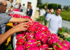 First dragon fruit festival in Tunisia : the tropical products were successful in Tunisian market