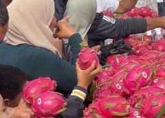 First dragon fruit festival in Tunisia