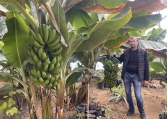 A successful project for Banana fruits production in Tunisia