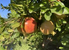 Ghardimaou grenadine: a distinctive and unique taste. This agriculture is expanding gradually in the north West of Tunisia